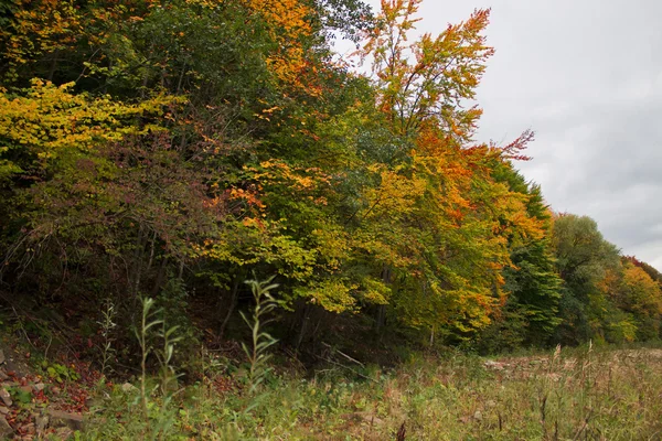 Autumn — Stock Photo, Image