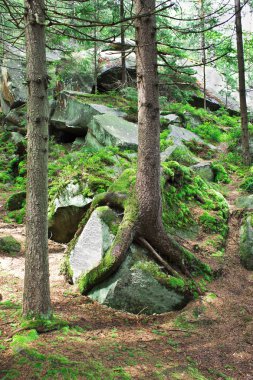 kayanın üzerinde büyüyen ağacı