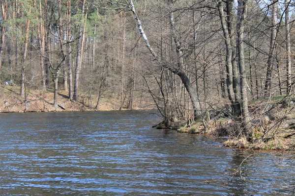 Lago en bosque de primavera — Foto de Stock