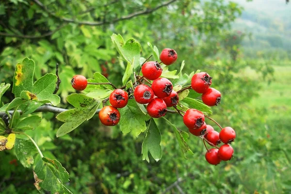 산사 나무속 장과 — 스톡 사진