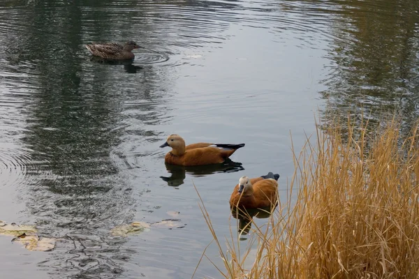 Patos salvajes —  Fotos de Stock