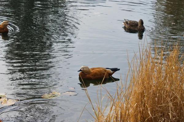 Wildenten — Stockfoto