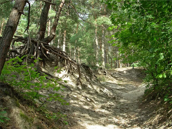 Oude pijnboom — Stockfoto