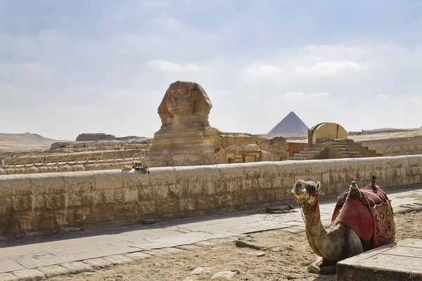 Egyptische sphinx — Stockfoto