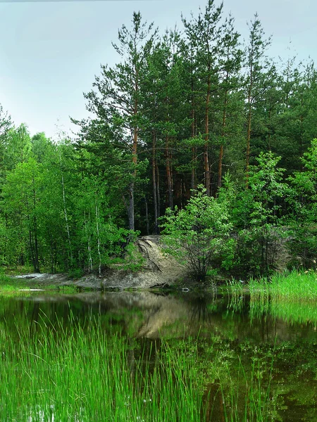 Lago del bosque — Foto de Stock