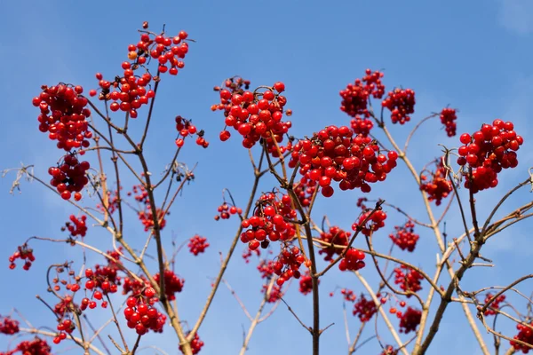 Cachos de viburnum — Fotografia de Stock