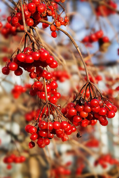 Bunches of viburnum