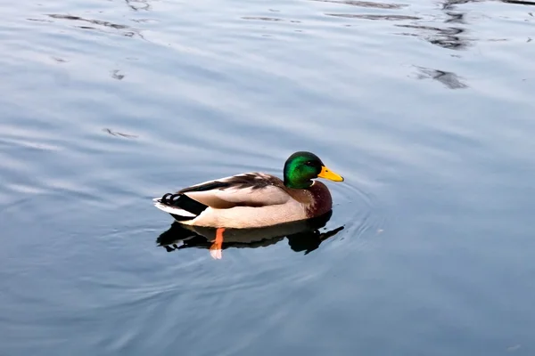 Pato-de-bico — Fotografia de Stock