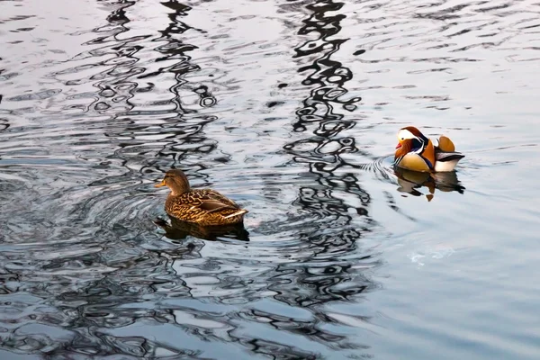 Patos salvajes —  Fotos de Stock