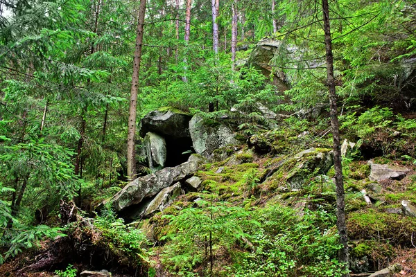 Barlang, egy fenyves erdőben — Stock Fotó