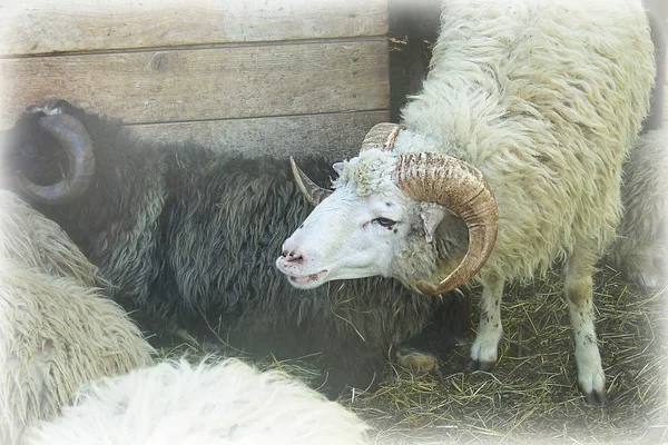 Fåren i pennan — Stockfoto