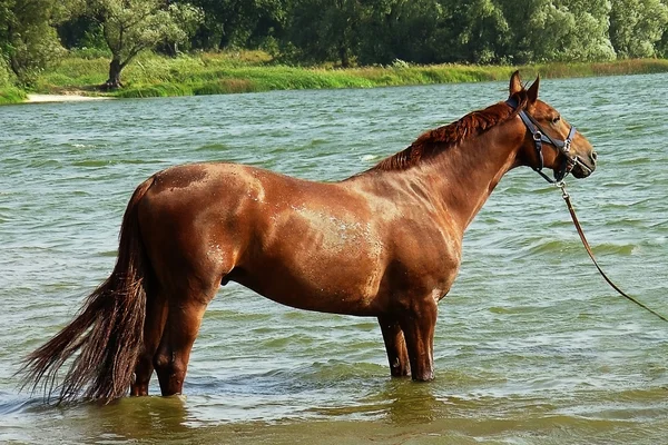 Rotes Pferd baden — Stockfoto