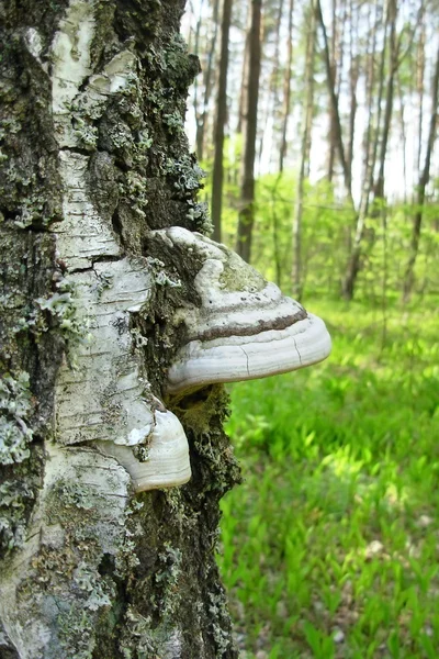 Champignon des arbres Polypor — Photo