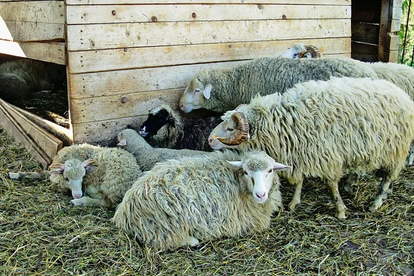 Witte schapen — Stockfoto