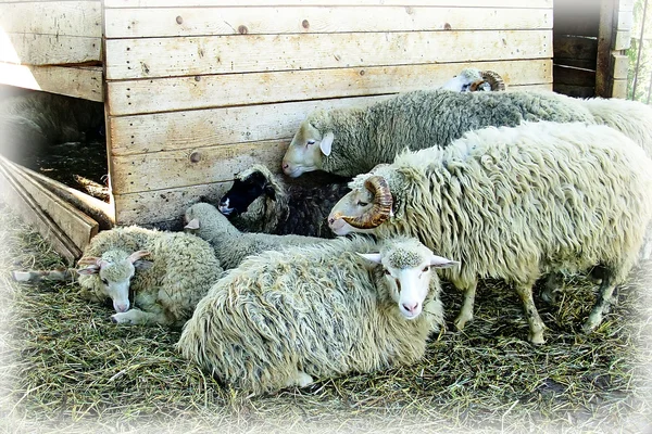 Witte schapen — Stockfoto