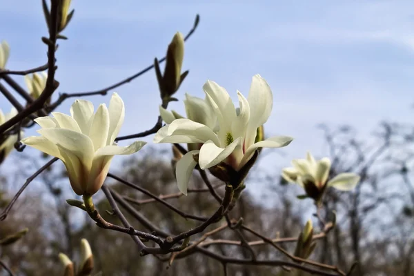 Ανθισμένα άσπρο magnolia — Φωτογραφία Αρχείου
