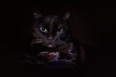 kedi siyah arka planda