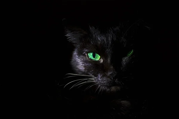 Chat noir — Photo