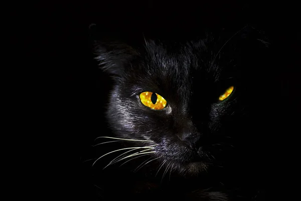 Gato negro con ojos amarillos —  Fotos de Stock