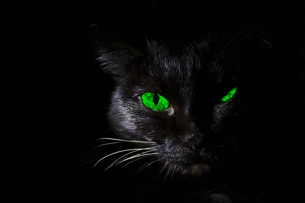düşük anahtar kedi