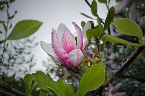 Fiore di magnolia rosa — Foto Stock