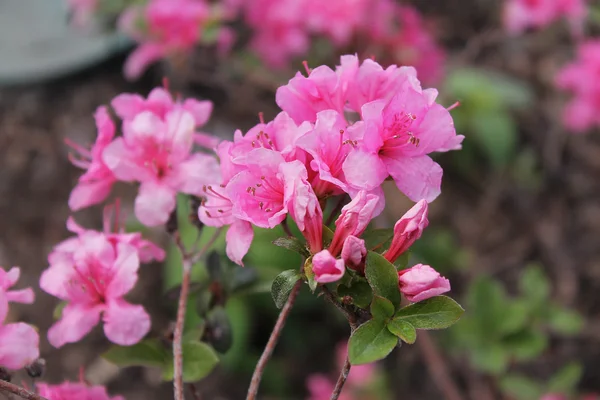 Rododendri — Foto Stock