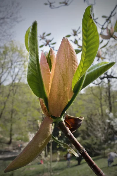 Oranje magnolia — Stockfoto