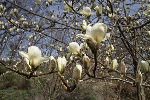 Kwitnących białych magnolia — Zdjęcie stockowe