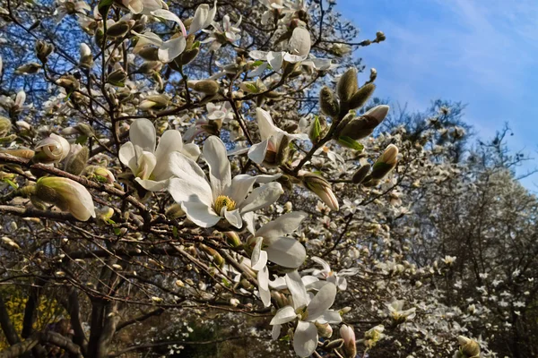 Kwitnących białych magnolia — Zdjęcie stockowe