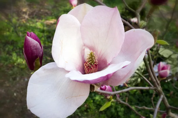 Magnolia z bliska — Zdjęcie stockowe