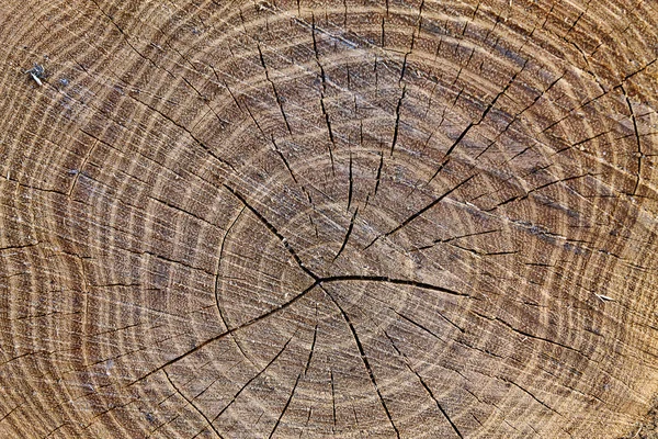 Powierzchni cięcia drzewa — Zdjęcie stockowe