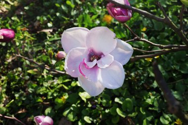 Beyaz ve pembe çiçek Manolya