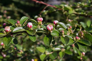 Küçük pembe çiçekler