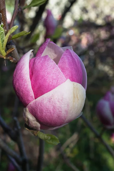 Pink flower Magnolia — Stock Photo, Image