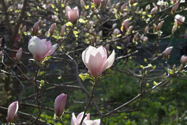 Magnolia soulangeana close up — Stock Photo, Image