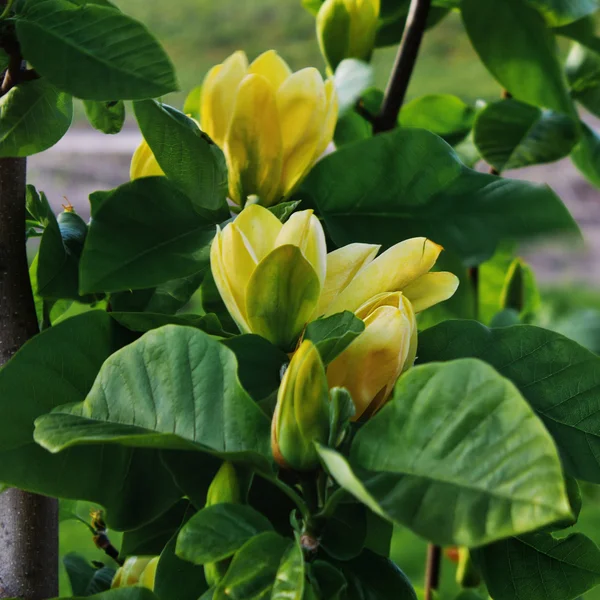 Gele magnolia — Stockfoto