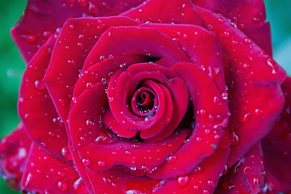 Rosa roja primer plano —  Fotos de Stock