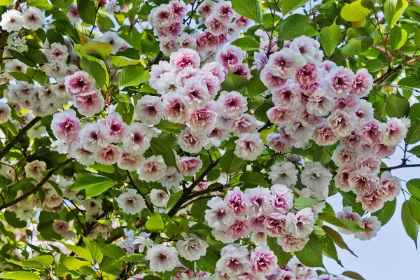 Blühender Sakura — Stockfoto