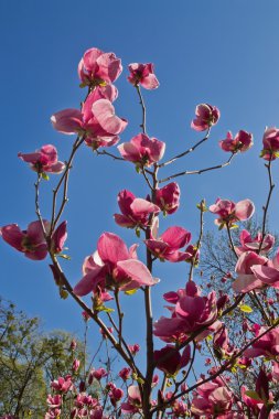 Pembe çiçekler Manolya