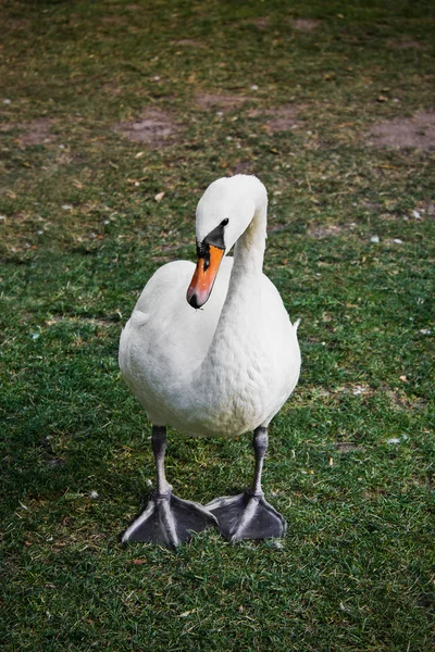 Cisne mudo branco — Fotografia de Stock