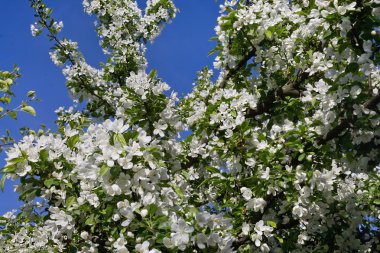 Çiçek açan elma ağacı