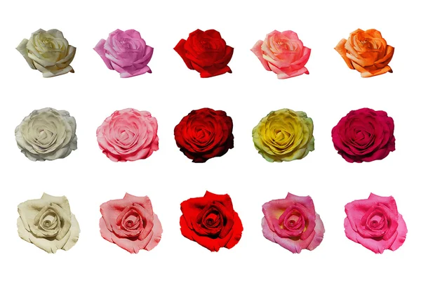 Rosas isoladas — Fotografia de Stock