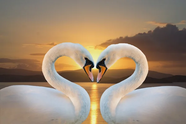 stock image Pair of white swans