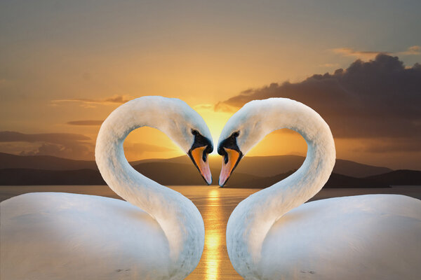 Pair of white swans