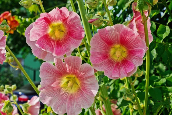 분홍색 접시 꽃 — 스톡 사진