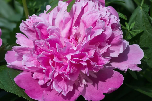 Flor de peónia rosa — Fotografia de Stock