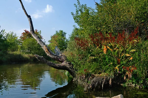 Fluss mit zugewachsenen Ufern — Stockfoto