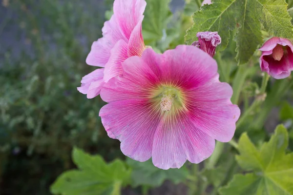 Pink Hollyhock — стоковое фото