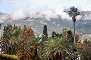 Landscape with palm trees and cypress on the background of mountains
