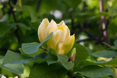 Bahar çiçekli sarı manolya ağacı. Manolya dalları yakın planda çiçek açıyor